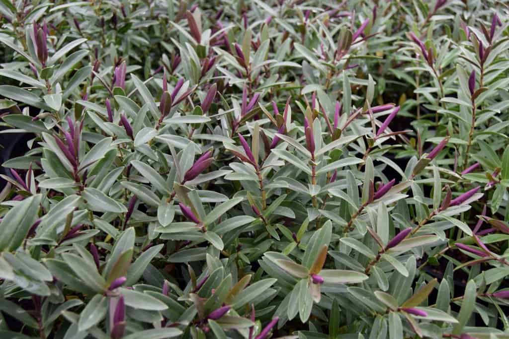 Hebe 'Caledonia' 20-30 cm